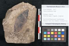 Foto (Objekt + Etikett) von Cassia hyperborea Unger (NHMW-GEO-2024-0188-8049)